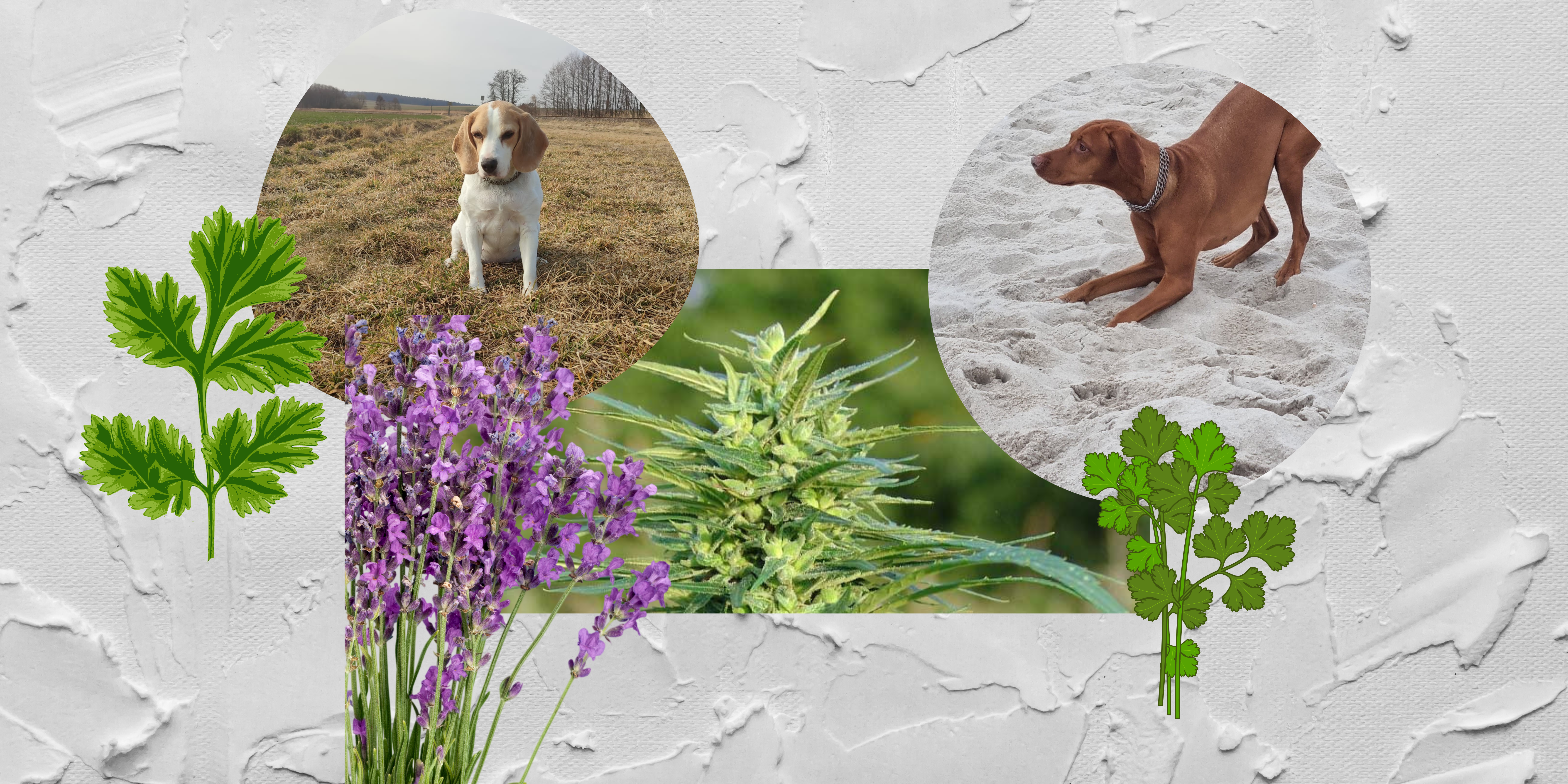 psy a bylinky, konopi pro zvířata
